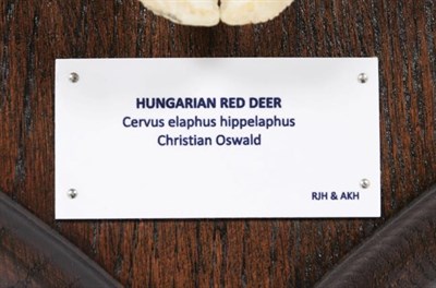 Lot 68 - Antlers/Horns: Hungarian Red Deer (Cervus elaphus hippelaphus), circa 20th century, Hungary,...