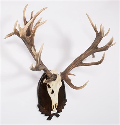 Lot 69 - Antlers/Horns: European Red Deer (Cervus elaphus hippelaphus), 20th century, impressive adult...