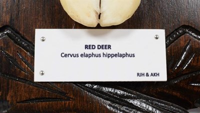 Lot 69 - Antlers/Horns: European Red Deer (Cervus elaphus hippelaphus), 20th century, impressive adult...