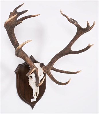 Lot 70 - Antlers/Horns: European Red Deer (Cervus elaphus hippelaphus), 20th century, Warnham park,...