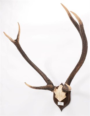 Lot 71 - Antlers/Horns: Indian Sambar (Cervus unicolor unicolor), dated October 1928, taken by G.D....