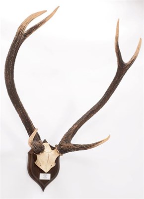 Lot 71 - Antlers/Horns: Indian Sambar (Cervus unicolor unicolor), dated October 1928, taken by G.D....