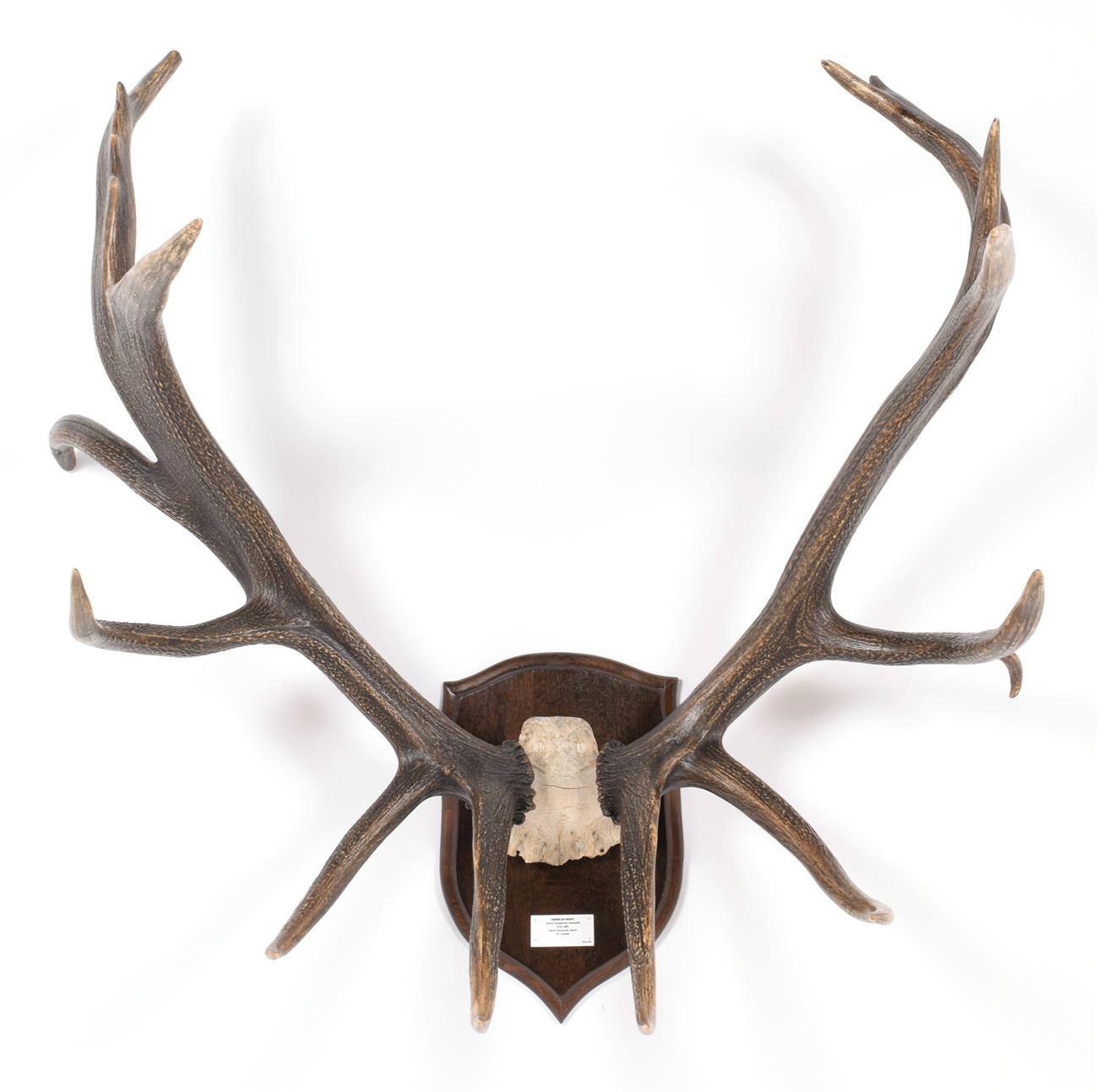 Lot 72 - Taxidermy: North American Wapiti or Elk (Cervus canadensis roosevelti), dated 1885, North Vancouver