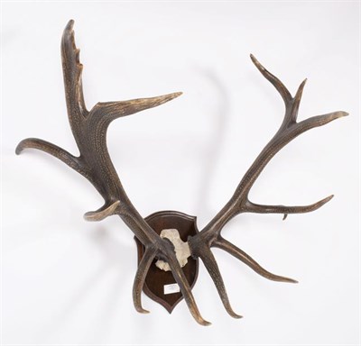 Lot 72 - Taxidermy: North American Wapiti or Elk (Cervus canadensis roosevelti), dated 1885, North Vancouver