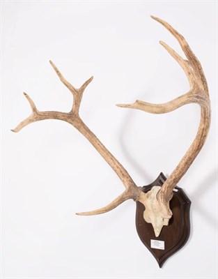 Lot 73 - Antlers/Horns: Swamp Deer or Barasingha (Rucervus duvaucelii duvaucelii), South West Nepal,...
