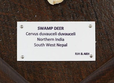 Lot 73 - Antlers/Horns: Swamp Deer or Barasingha (Rucervus duvaucelii duvaucelii), South West Nepal,...