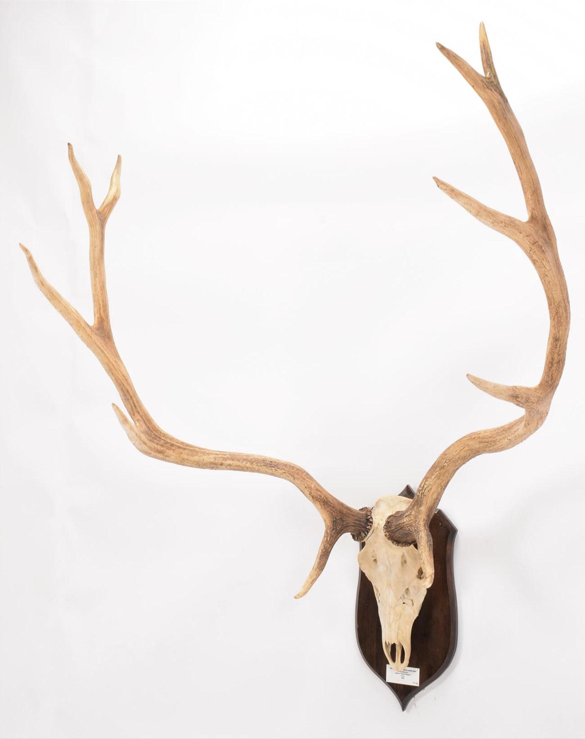 Lot 74 - Antlers/Horns: Thorold's or White-Lipped Deer (Cervus arbirostris), date 1988, Eastern Tibetan...
