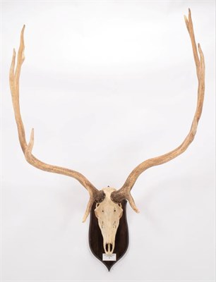Lot 74 - Antlers/Horns: Thorold's or White-Lipped Deer (Cervus arbirostris), date 1988, Eastern Tibetan...