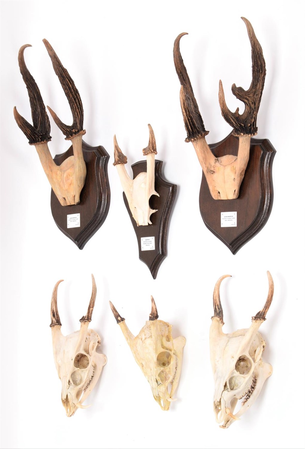 Lot 77 - Antlers/Horns: A Collection of Javan & Common Muntjac Deer, two sets of adult male Javan...