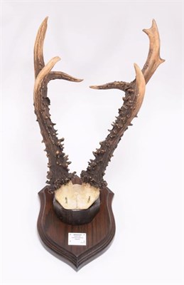 Lot 79 - Antlers/Horns: A Collection Roebuck Antlers, a large set of adult Siberian Roebuck antlers on...