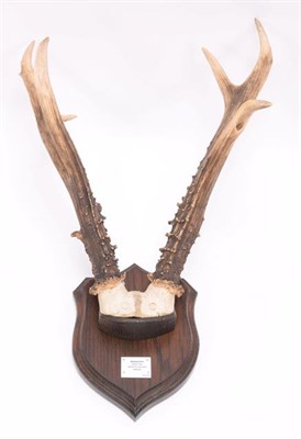 Lot 79 - Antlers/Horns: A Collection Roebuck Antlers, a large set of adult Siberian Roebuck antlers on...