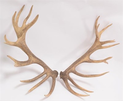 Lot 81 - Antlers/Horns: Central European Red Deer Cast Antlers (Cervus elaphus hippelaphus), Warnham...