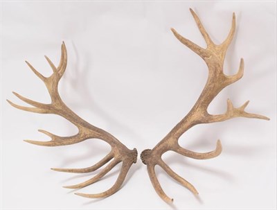 Lot 81 - Antlers/Horns: Central European Red Deer Cast Antlers (Cervus elaphus hippelaphus), Warnham...