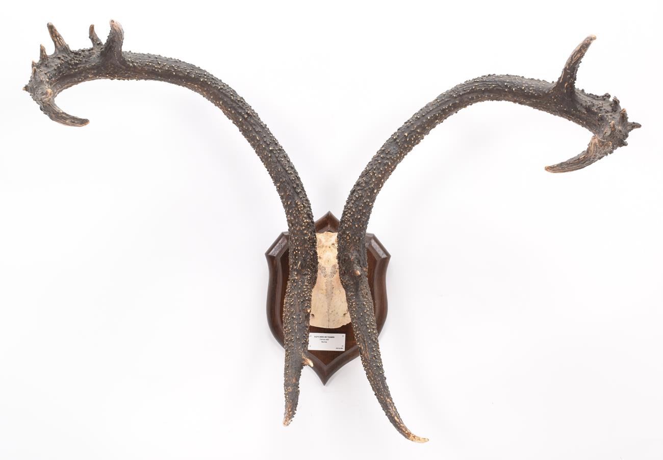 Lot 83 - Antlers/Horns: Eld's Deer (Rucervus eldii), circa 1900, Burma, adult stag antlers on cut upper...