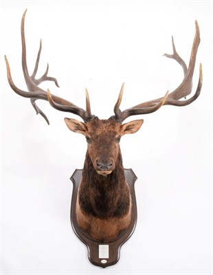 Lot 84 - Taxidermy: North American Wapiti or Elk (Cervus canadensis nelsoni), circa 1891, Montana, USA,...