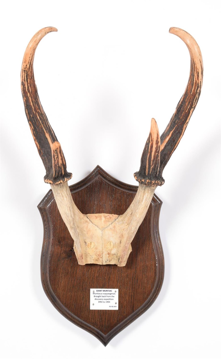 Lot 85 - Antlers/Horns: Giant Muntjac (Muntiacus vuquangensis), Vietnam, Brought back from the Discovery...