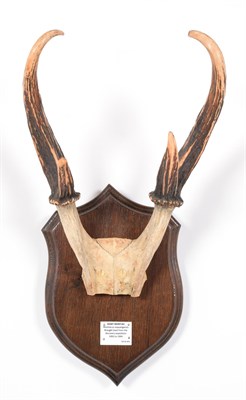 Lot 85 - Antlers/Horns: Giant Muntjac (Muntiacus vuquangensis), Vietnam, Brought back from the Discovery...
