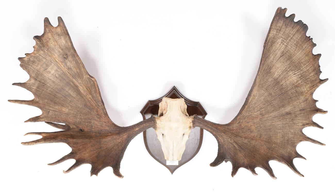 Lot 86 - Antlers/Horns: North American Moose (Alces alces), circa late 19th century, Alaska, very large...