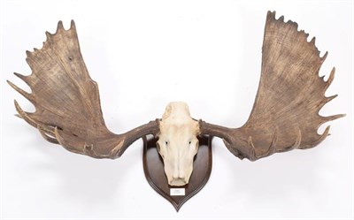 Lot 86 - Antlers/Horns: North American Moose (Alces alces), circa late 19th century, Alaska, very large...
