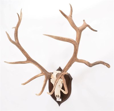 Lot 87 - Antlers/Horns: Mongolian Red Deer (Cervus elaphus sibiricus), very large adult stag antlers on...