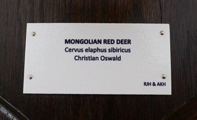 Lot 87 - Antlers/Horns: Mongolian Red Deer (Cervus elaphus sibiricus), very large adult stag antlers on...