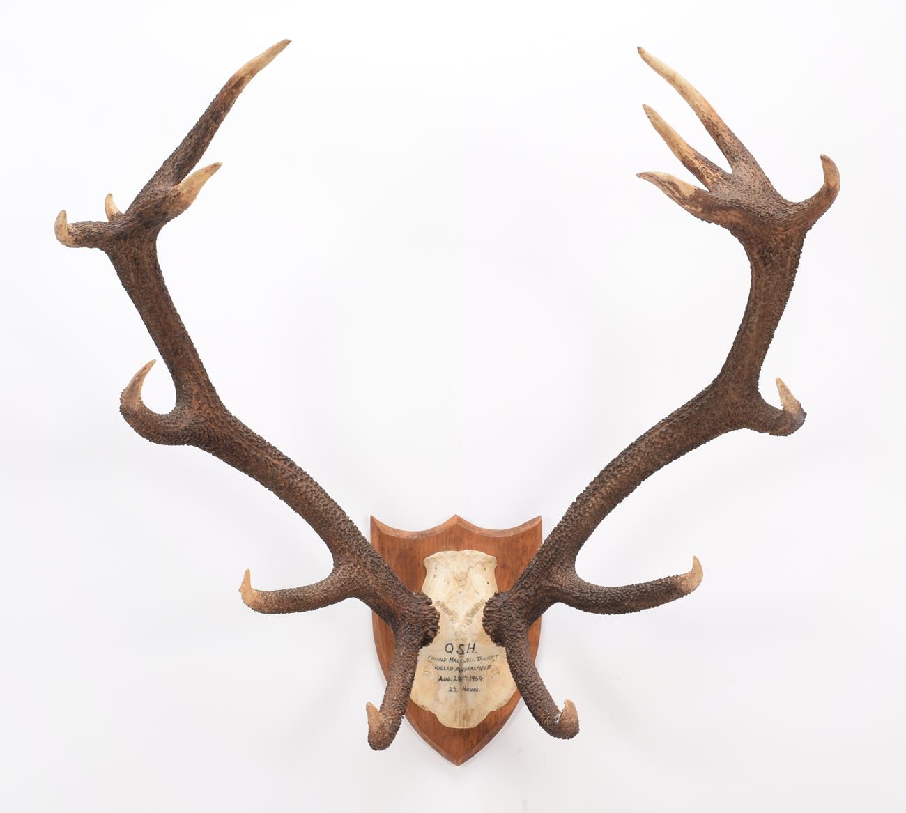 Lot 88 - Antlers/Horns: Central European Red Deer (Cervus elaphus hippelaphus), dated August 28th 1964,...