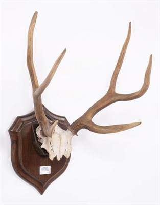 Lot 89 - Antlers/Horns: Pampas Deer (Ozotoceros bezoarticus celer), Argentina, South America, adult stag...