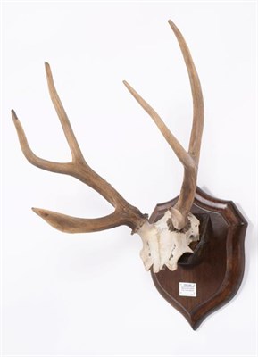 Lot 89 - Antlers/Horns: Pampas Deer (Ozotoceros bezoarticus celer), Argentina, South America, adult stag...