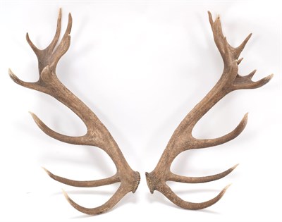 Lot 91 - Antlers/Horns: Central European Red Deer Cast Antlers (Cervus elaphus hippelaphus), Warnham...