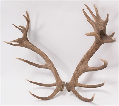 Lot 91 - Antlers/Horns: Central European Red Deer Cast Antlers (Cervus elaphus hippelaphus), Warnham...