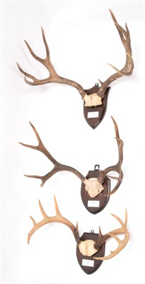 Lot 95 - Antlers/Horns: Colombian Blacktail, Mule & Coues Deer, North America & Canada, adult Colombian...