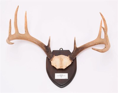 Lot 95 - Antlers/Horns: Colombian Blacktail, Mule & Coues Deer, North America & Canada, adult Colombian...