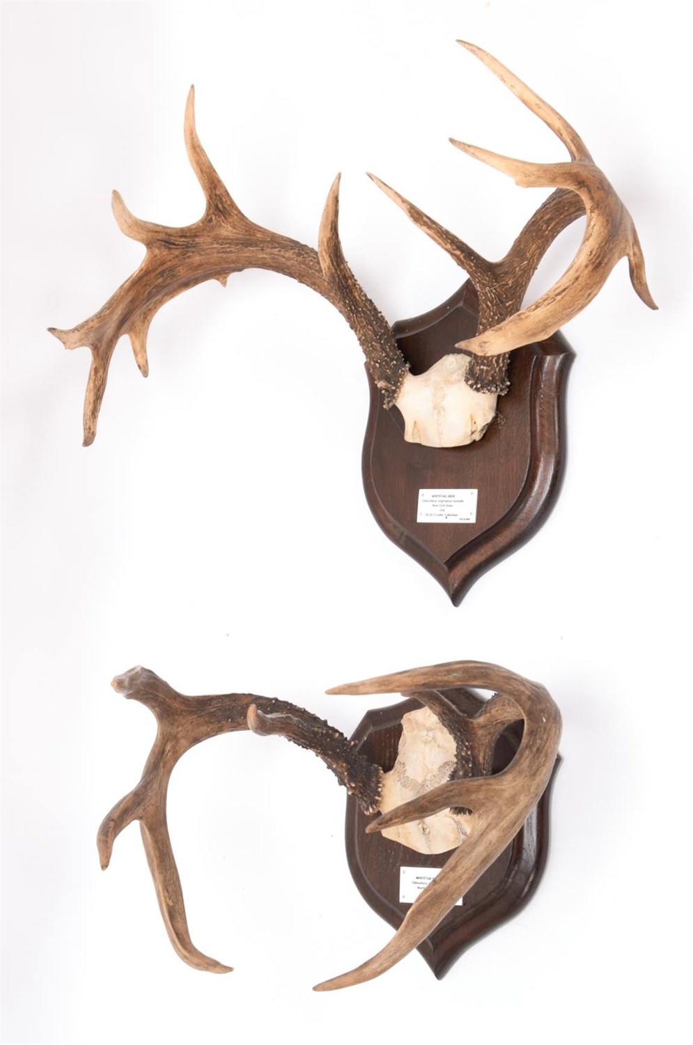 Lot 96 - Antlers/Horns: White-Tailed Deer, (Odocoileus virginianus), North America, adult antlers on cut...