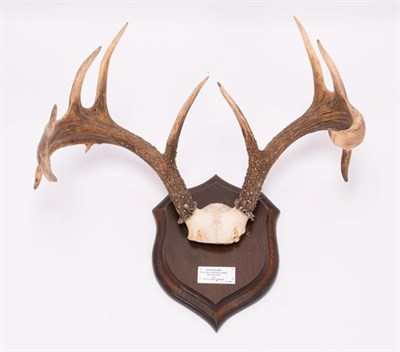 Lot 96 - Antlers/Horns: White-Tailed Deer, (Odocoileus virginianus), North America, adult antlers on cut...