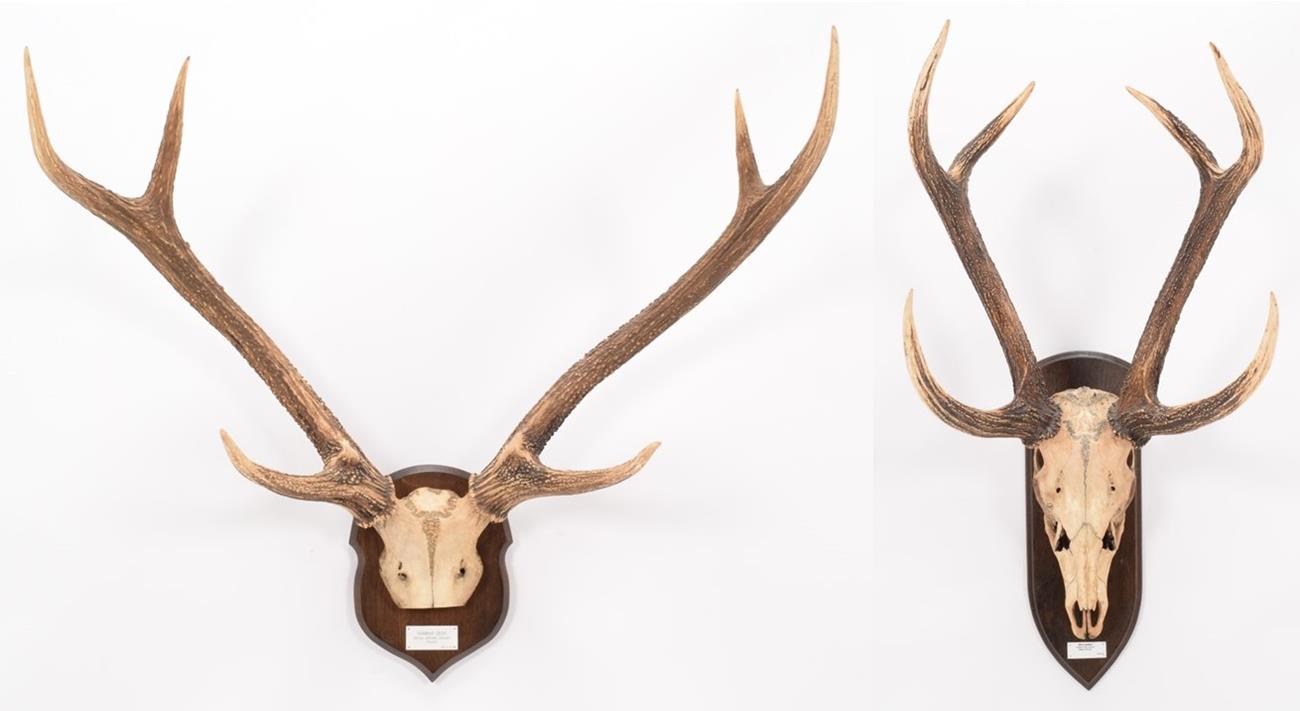 Lot 97 - Antlers/Horns: Malay & Ceylon Sambar (Cervus rusicolor hainana / Cervus rusa unicolor...