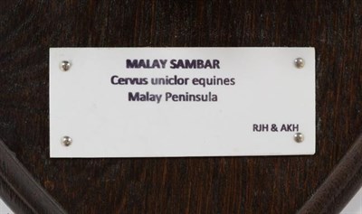 Lot 97 - Antlers/Horns: Malay & Ceylon Sambar (Cervus rusicolor hainana / Cervus rusa unicolor...