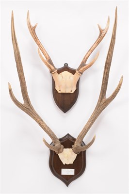 Lot 98 - Antlers/Horns: Javan Rusa Deer & Malay Sambar Deer (Cervus hippelaphus typicus / Cervus...