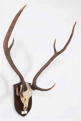 Lot 99 - Antlers/Horns: Chital or Axis Deer (Axis axis), Peninsula, India, adult stag antlers on upper...