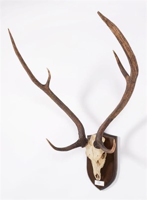 Lot 99 - Antlers/Horns: Chital or Axis Deer (Axis axis), Peninsula, India, adult stag antlers on upper...