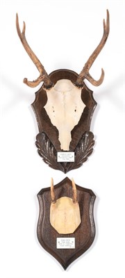 Lot 100 - Antlers/Horns: Pampas Deer (Ozotoceros bezoarticus celer), dated 1910, South America, adult...
