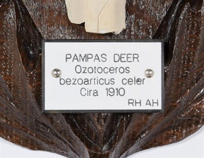 Lot 100 - Antlers/Horns: Pampas Deer (Ozotoceros bezoarticus celer), dated 1910, South America, adult...