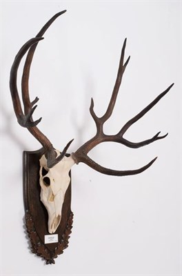 Lot 101 - Antlers/Horns: Schomburgk's Deer (Cervus schomburgki), Extinct circa 1931, antlers and pedicles...