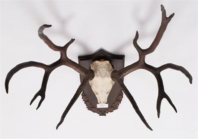 Lot 101 - Antlers/Horns: Schomburgk's Deer (Cervus schomburgki), Extinct circa 1931, antlers and pedicles...
