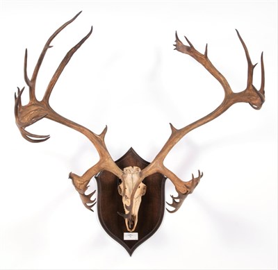 Lot 102 - Antlers/Horns: North American Caribou (Rangifer tarandus), circa 20th century, Alaska, large...
