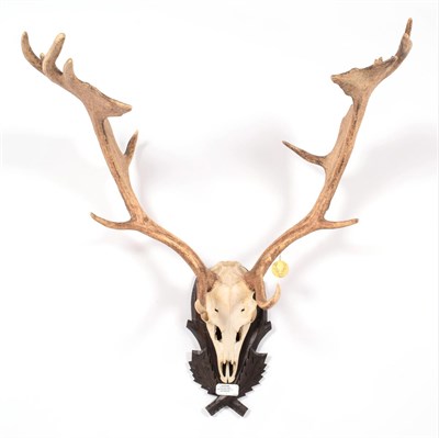Lot 103 - Antlers/Horns: European Fallow Deer (Cervus dama dama), Hungary, Gold Medal Class, large well...