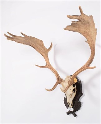 Lot 103 - Antlers/Horns: European Fallow Deer (Cervus dama dama), Hungary, Gold Medal Class, large well...