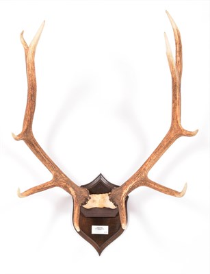 Lot 104 - Antlers/Horns: Isubra, East-Siberian Red Deer (Cervus elaphus xanthopygus), circa 20th century,...