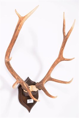 Lot 104 - Antlers/Horns: Isubra, East-Siberian Red Deer (Cervus elaphus xanthopygus), circa 20th century,...