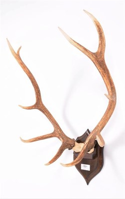 Lot 104 - Antlers/Horns: Isubra, East-Siberian Red Deer (Cervus elaphus xanthopygus), circa 20th century,...