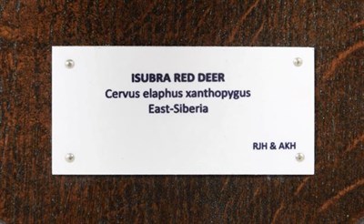 Lot 104 - Antlers/Horns: Isubra, East-Siberian Red Deer (Cervus elaphus xanthopygus), circa 20th century,...